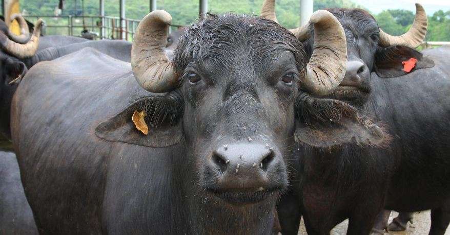 आज दिउँसो १५ वटा मुर्रा राँगा रुपैडिया नाका आइपुग्ने