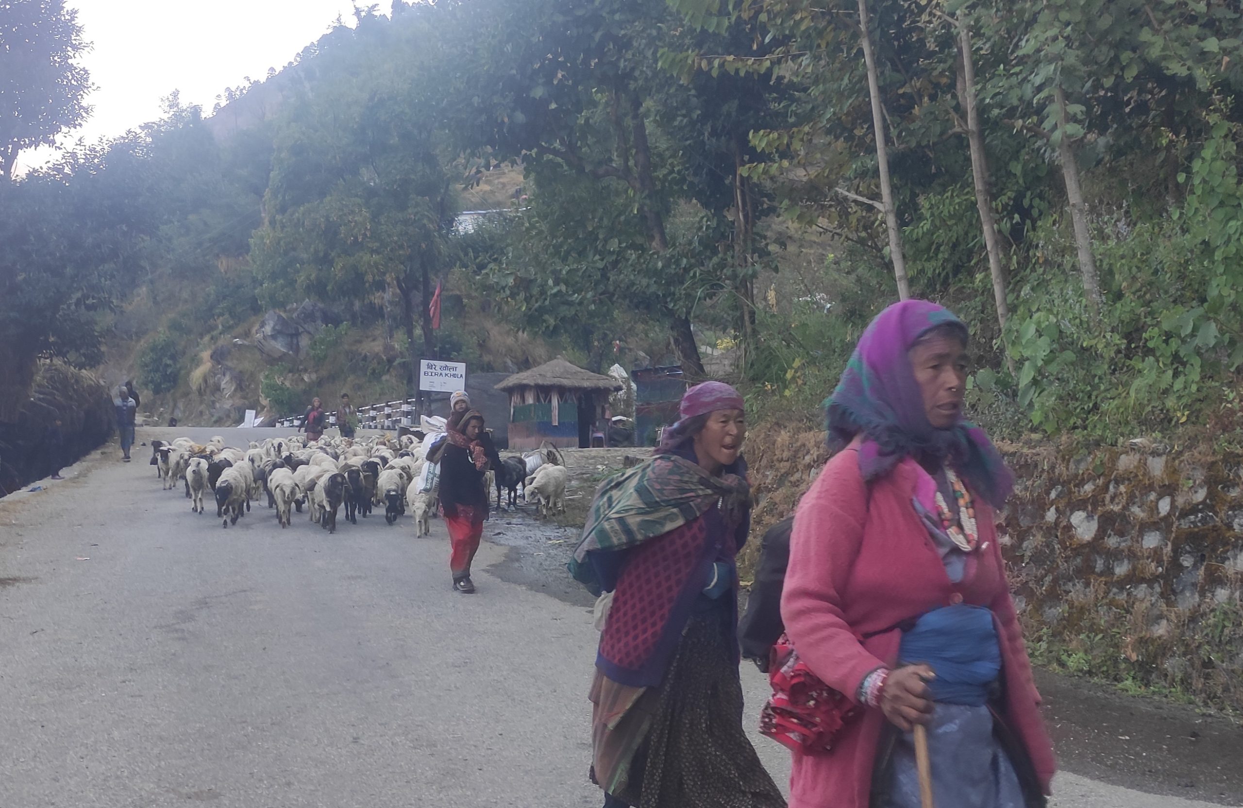 चिसो छ्ल्न  हिमाली भेगका भोटेजाती बेसि झर्न शुरु 