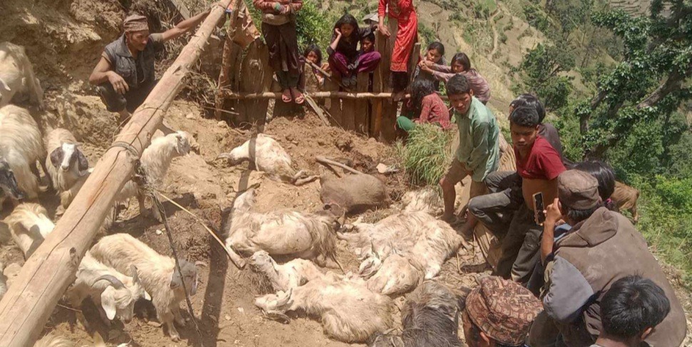 हिमाली गाउँपालिकामा पहिराेले च्यापिएर ७० बाख्रा मरे