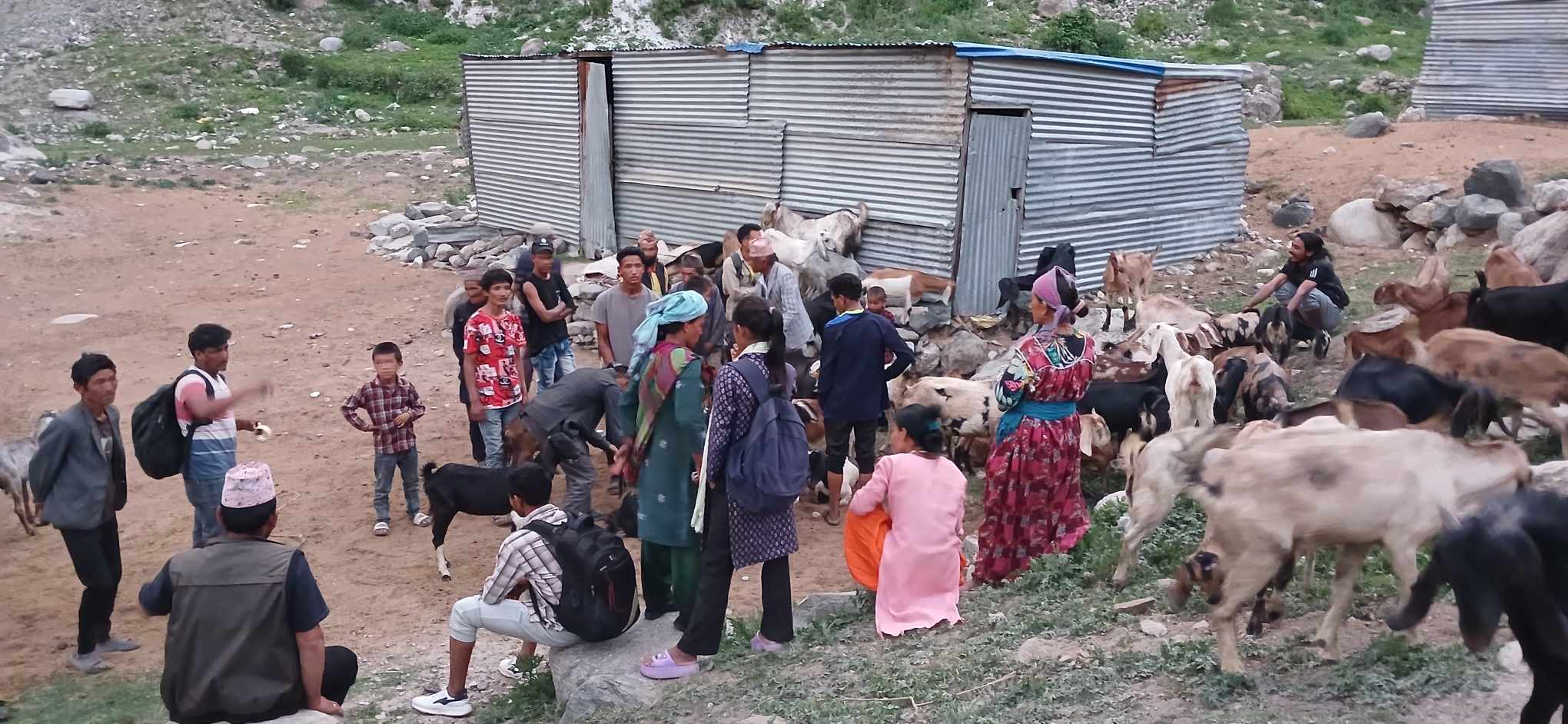 बुढीनन्दा-३ का कृषकलाई उन्नत जातका बाख्रा वितरण