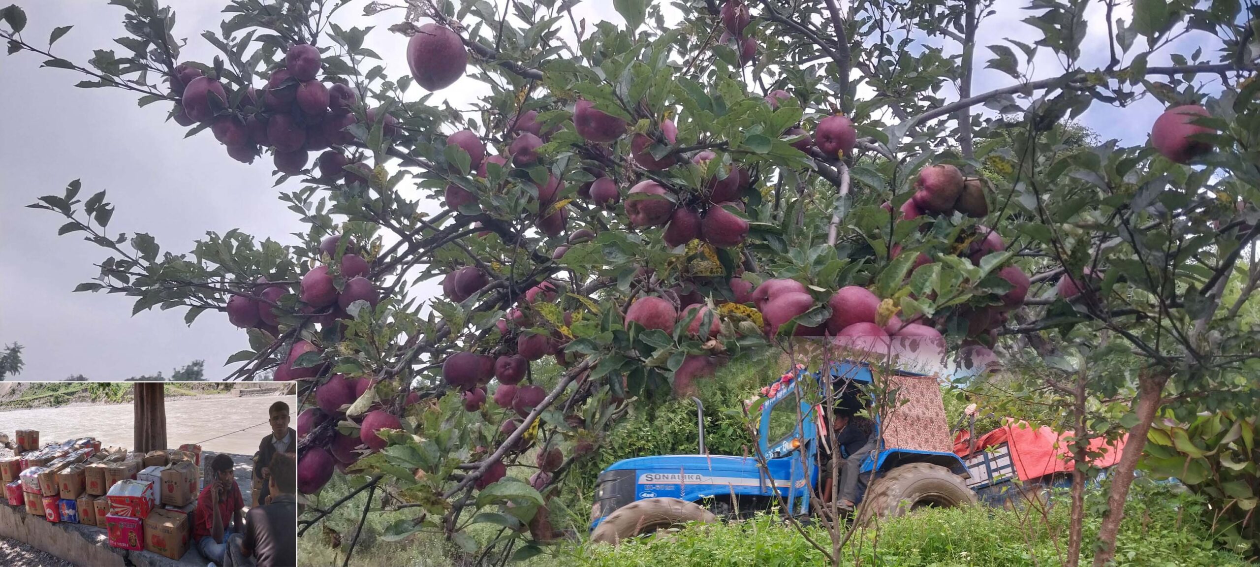 स्वामीकार्तिकमा फलेको स्याउ बजारीकरणका लागि ढुवानी गरिदै