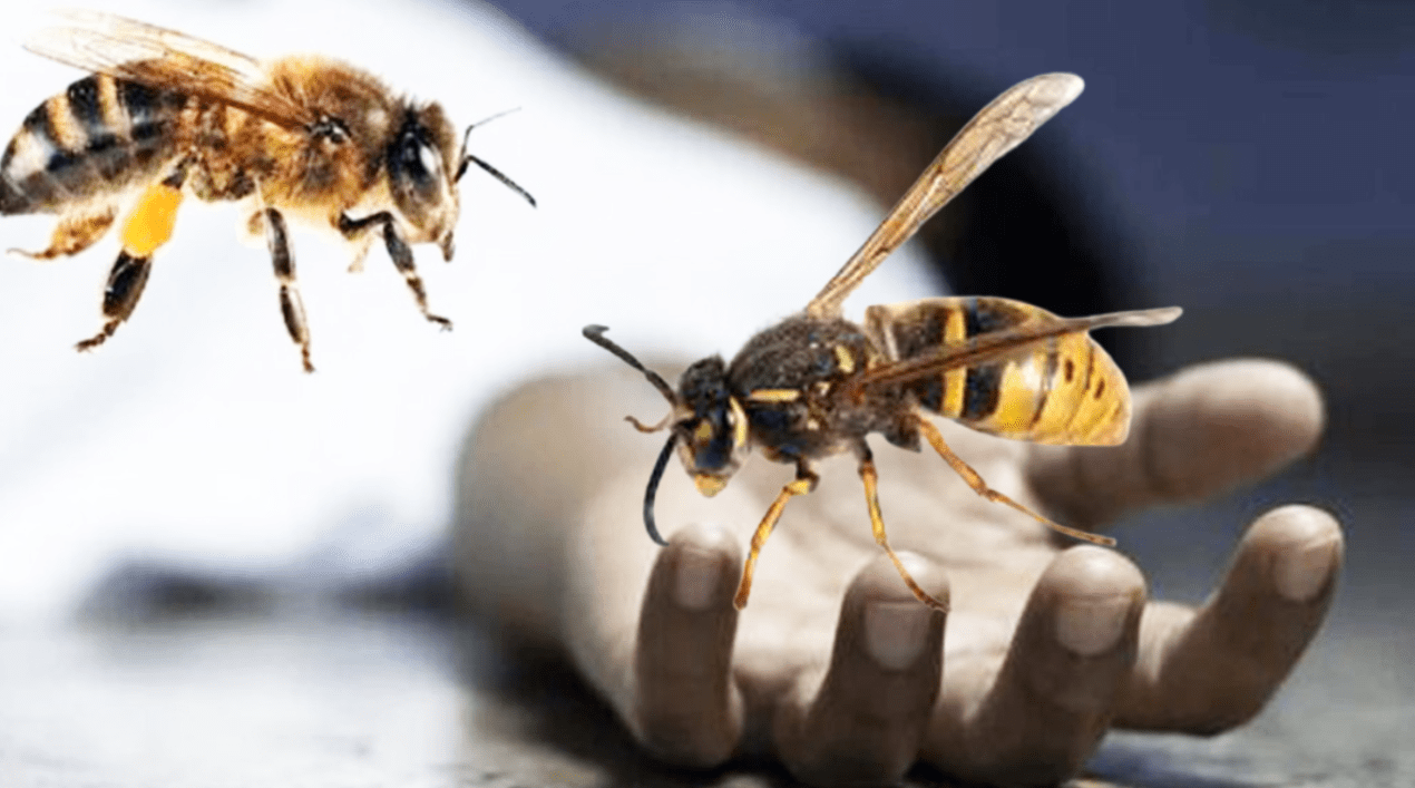 अरिङ्गालको टोकाइबाट गम्भीर घाइते साउँदको मृत्यु