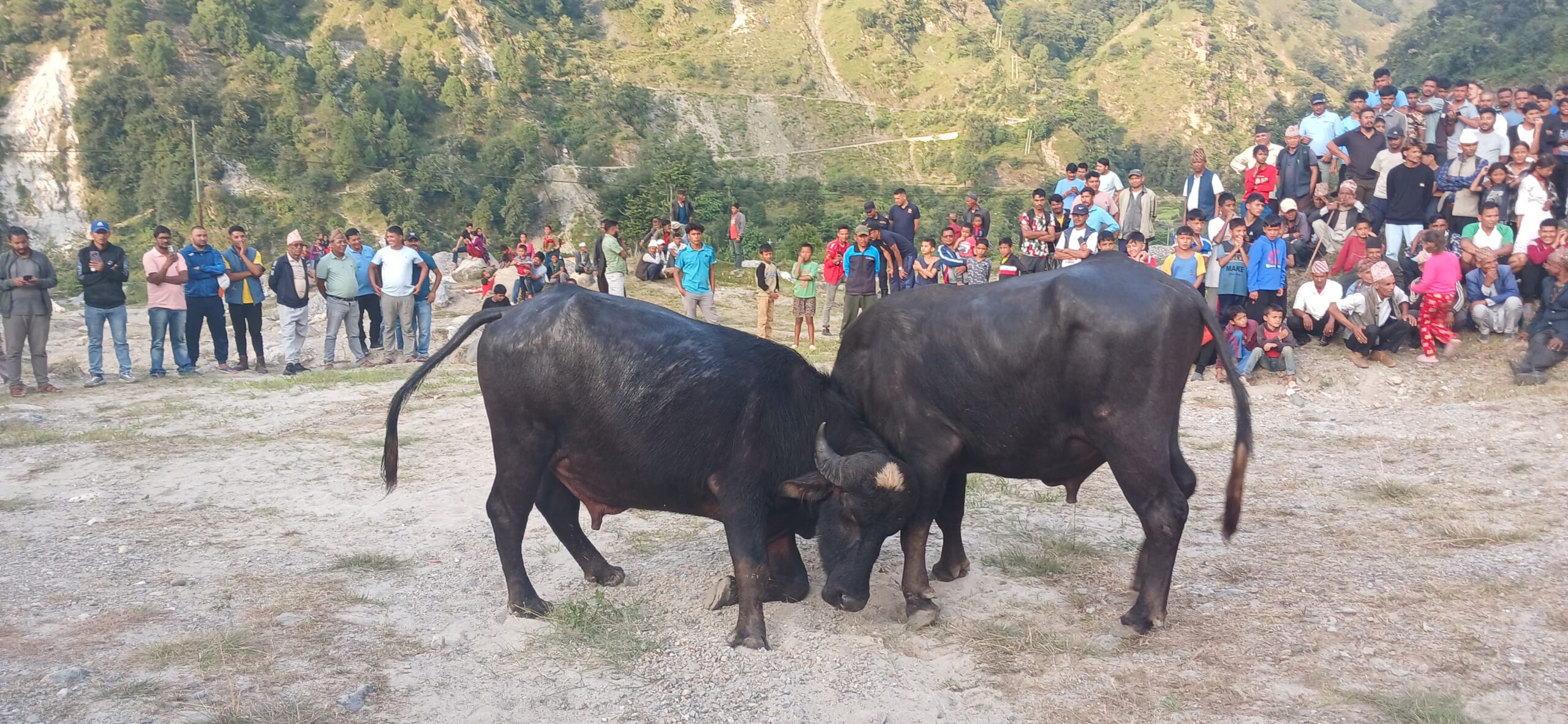 मार्तडीबासीले गरे राँगा जुधाएर बडादशैंको सूरुवात