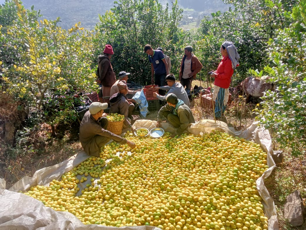 बाजुराको जगन्नाथमा उत्पादित कागती काठमाण्डौंमा विक्रि हुँदै