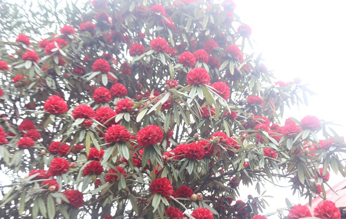 गुराँसले जोगाउँदै फुङ्लिङको पर्यटन व्यवसाय