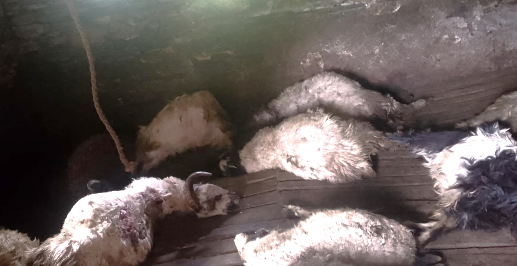 गौमुलमा बाघको आक्रमणबाट भेडा र बाख्रा मरे