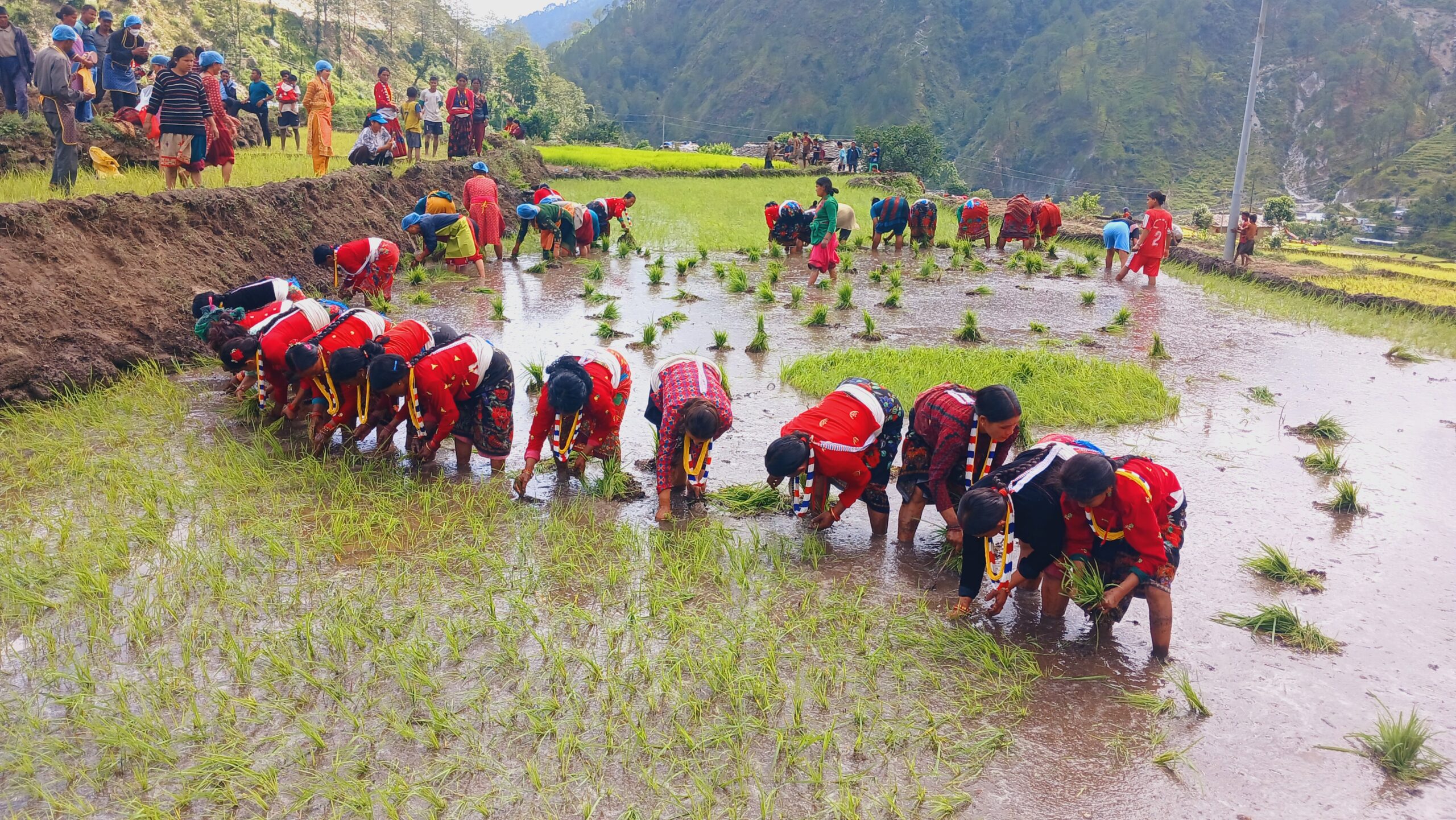 बाजुरामा असार अन्तिम सम्ममा ८४ प्रतिशत धान रोपाइँ सम्पन्न